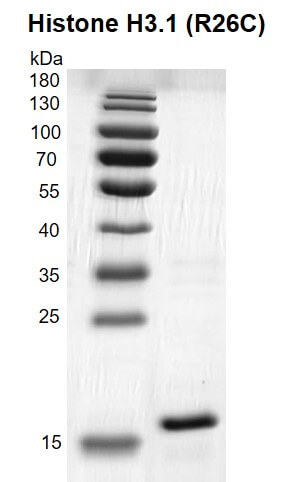 Recombinant Histone H3.1 (R26C) gel