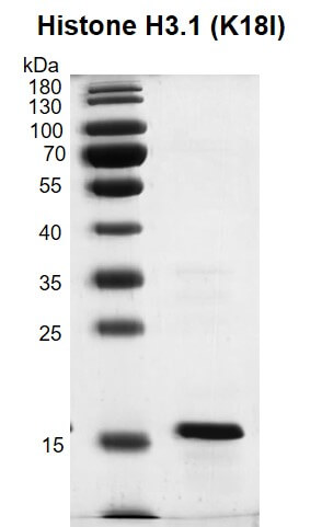 Recombinant Histone H3.1 (K18I) protein gel