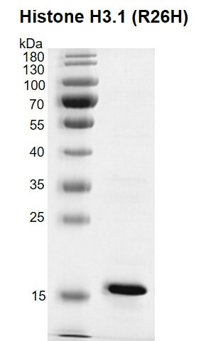 Recombinant Histone H3.1 (R26H) protein gel