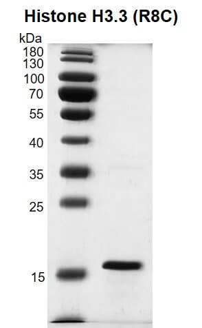 Recombinant Histone H3.3 (R8C) protein gel