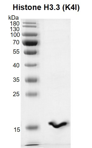 Recombinant Histone H3.3 (K4I) protein gel