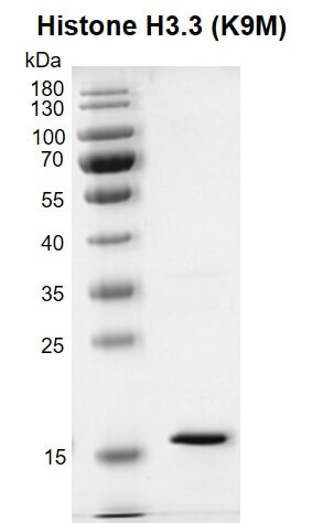 Recombinant Histone H3.3 (K9M) protein gel