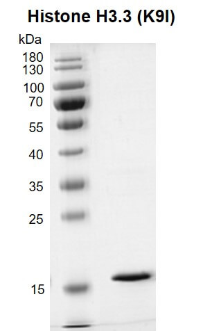 Recombinant Histone H3.3 (K9I) protein gel