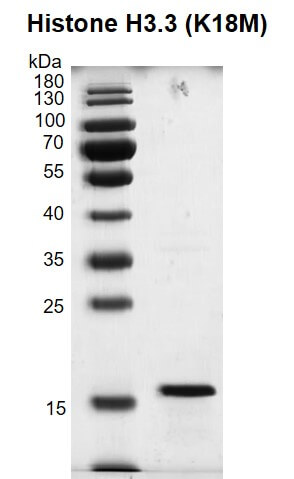 Recombinant Histone H3.3 (K18M) protein gel