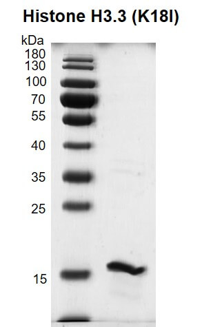 Recombinant Histone H3.3 (K18I) protein gel