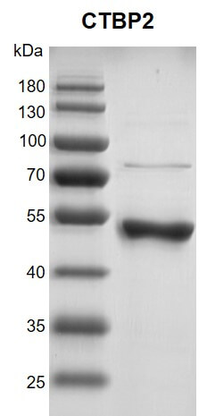 Recombinant CTBP2 protein