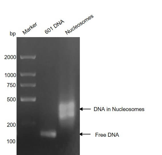 Recombinant Mononucleosomes H3.1 (K18M) DNA gel