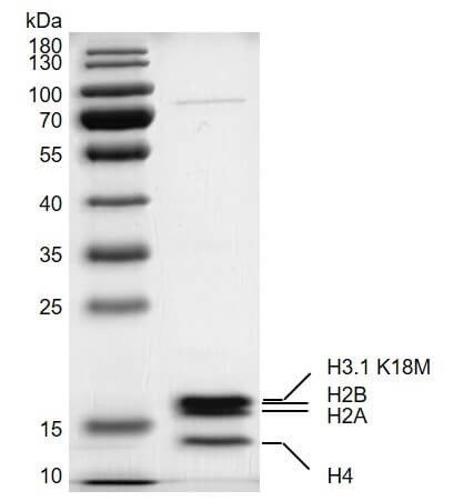Recombinant Mononucleosomes H3.1 (K18M)