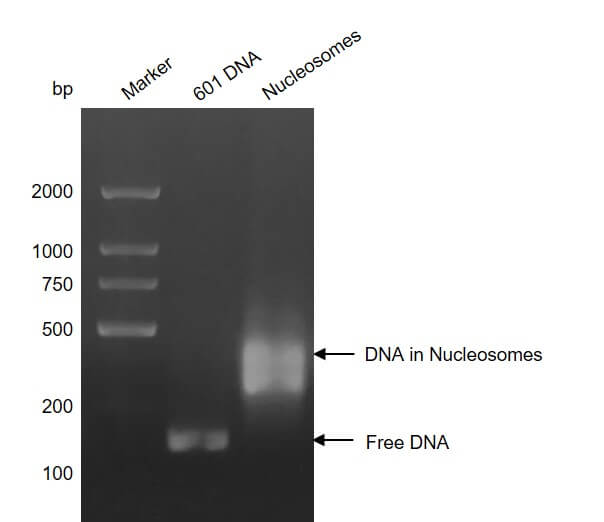 Recombinant Mononucleosomes H3.1 (K18I) DNA gel