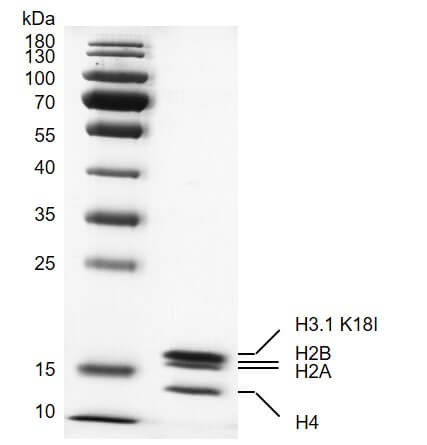 Recombinant Mononucleosomes H3.1 (K18I)