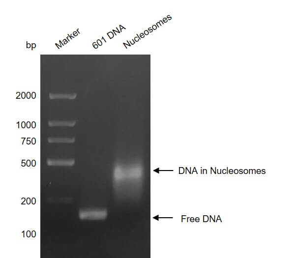 Recombinant Mononucleosomes H3.3 (K18M) DNA gel