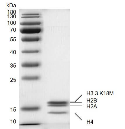 Recombinant Mononucleosomes H3.3 (K18M)