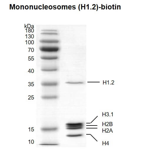 Recombinant Mononucleosomes (H1.2) - biotin