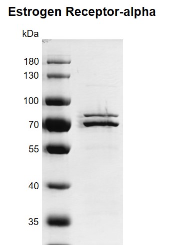 Recombinant Estrogen Receptor-alpha protein gel