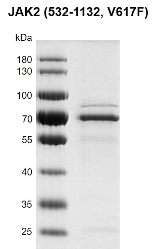 Recombinant JAK2 (532-1132, V617F) protein gel
