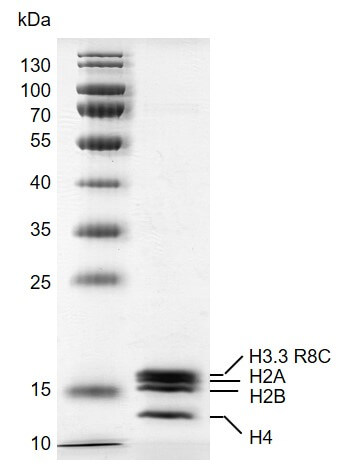 Recombinant Mononucleosomes H3.3 (R8C)  - biotin, protein gel