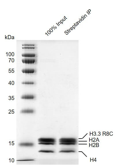 Streptavidin pull down assay for Recombinant Mononucleosomes H3.3 (R8C)  - biotin