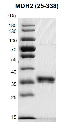Recombinant MDH2 (25-338) protein gel