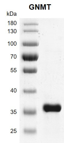 Recombinant GNMT protein gel