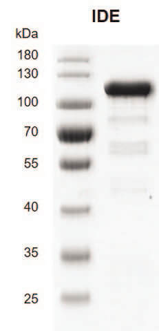 Recombinant IDE protein gel