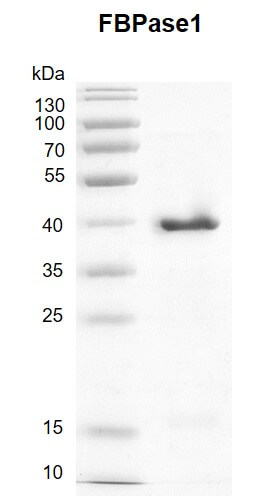 Recombinant FBPase1 protein gel