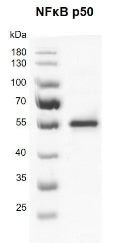 Recombinant NFκB p50 protein gel