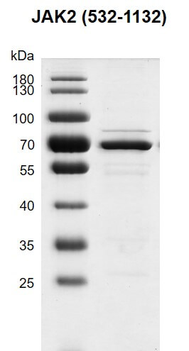 Recombinant JAK2 (532-1132) protein gel
