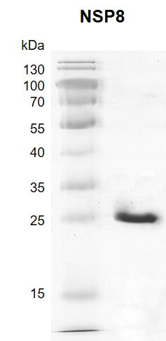 Recombinant SARS-CoV-2 NSP8 protein gel