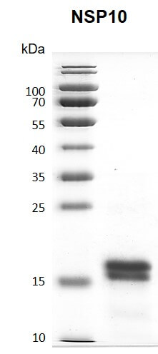 Recombinant SARS-CoV-2 NSP10 protein gel