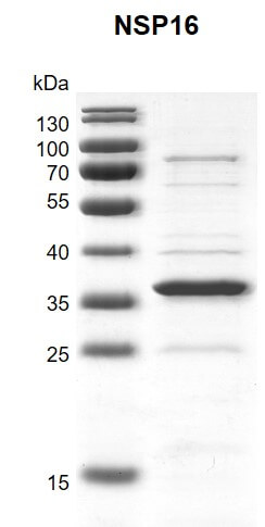 Recombinant SARS-CoV-2 NSP16 protein gel