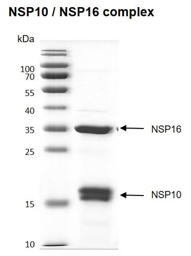Recombinant SARS-CoV-2 NSP10 / NSP16 complex