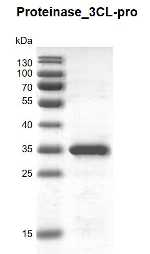 Recombinant SARS-CoV-2 3C-Like proteinase gel