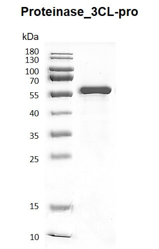 Recombinant SARS-CoV-2 3C-Like proteinase, GST-Tag