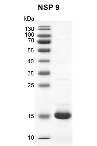 Recombinant SARS-CoV-2 NSP9 protein gel