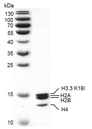 Recombinant Mononucleosomes H3.3 (K18I)