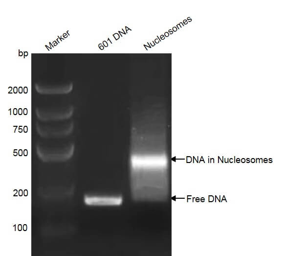 Recombinant Mononucleosomes H3.3 (K18I) DNA gel