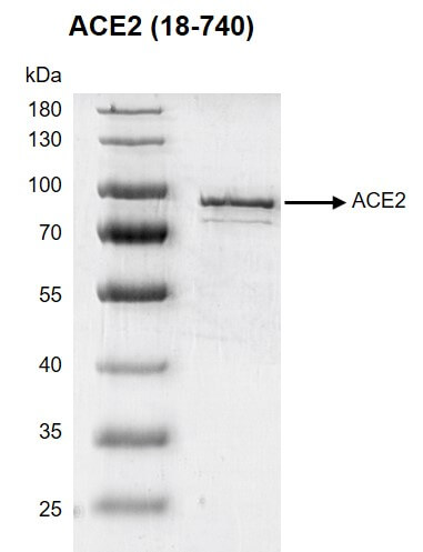 >Recombinant ACE2 (18-740) protein gel</b><br>10% SDS-PAGE with Coomassie staining