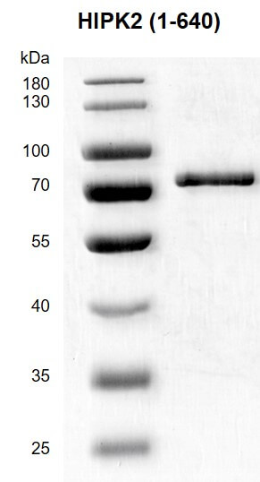 Recombinant HIPK2 (1-640) protein