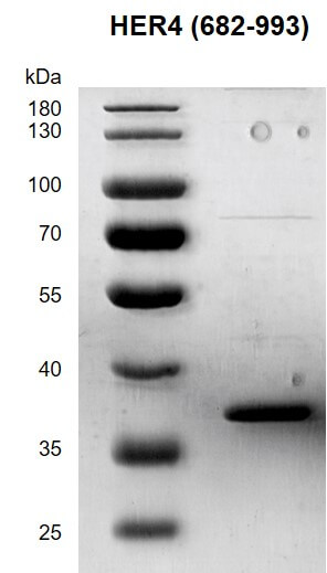 Recombinant HER4 / ErbB4 (682-993) protein