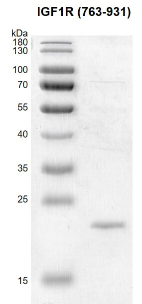 Recombinant IGF1R (763-931) protein gel