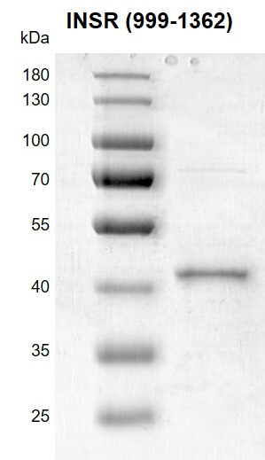 Recombinant INSR (999-1362) protein