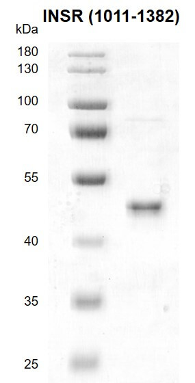 Recombinant INSR (1011-1382) protein Recombinant INSR (1011-1382) protein