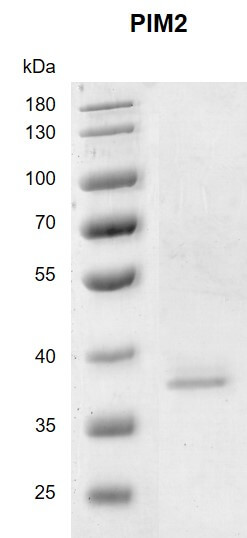 Recombinant PIM2 protein