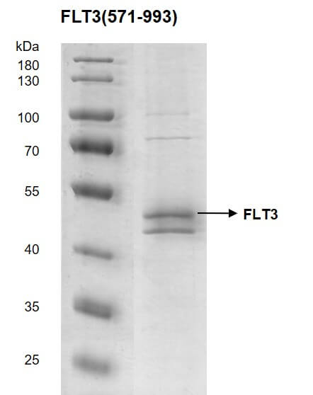 Recombinant FLT3 (571-993) protein