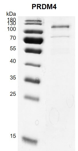 Recombinant PRDM4 protein