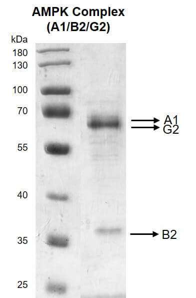 Recombinant AMPK Complex (A1+B2+G2) protein