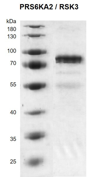 Recombinant RPS6KA2 / RSK3 protein
