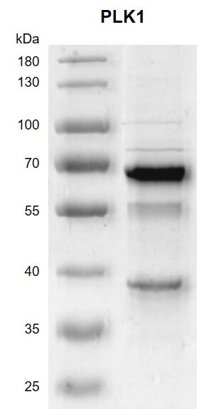 Pk1 Color PLK1 (Polo Like Kinase 1), activity-validated, 1 mg