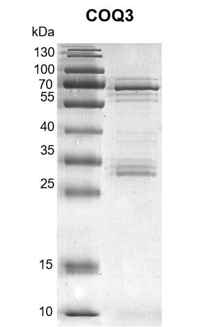 Recombinant COQ3 protein Coomassie gel