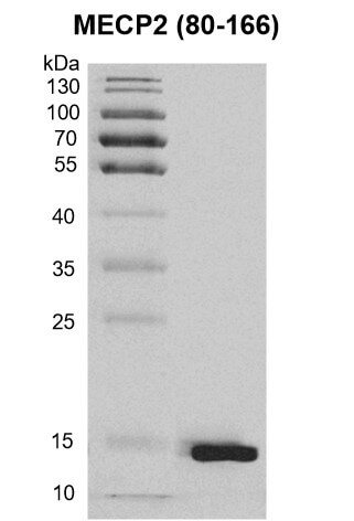 Recombinant MECP2 (80-166) protein Coomassie gel